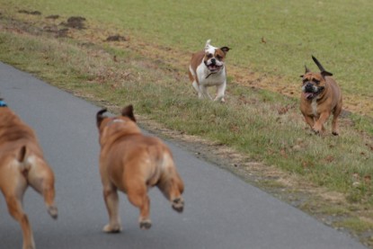 Continental Bulldogs Seeblickbulls Bilderalbum - Mecklen-Bulls George zu Besuch
