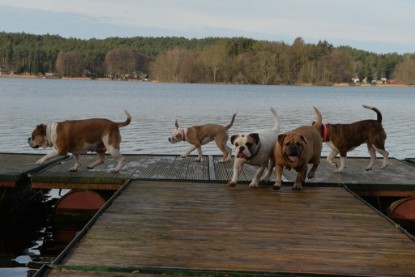 Continental Bulldogs Seeblickbulls Bilderalbum - am See am 7. Februar 2016
