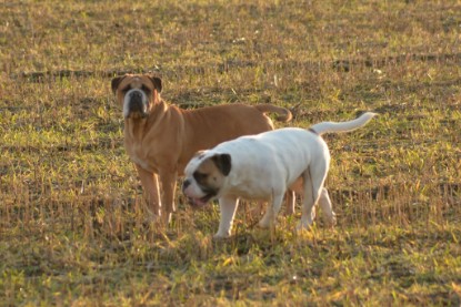 Continental Bulldogs Seeblickbulls Bilderalbum - Anfang März 2016