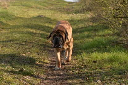 Continental Bulldogs Seeblickbulls Bilderalbum - Theos letzter Ausflug