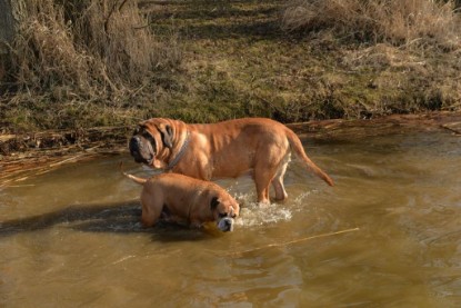 Continental Bulldogs Seeblickbulls Bilderalbum - Theos letzter Ausflug