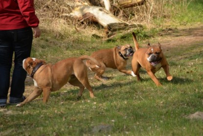 Continental Bulldogs Seeblickbulls Bilderalbum - Conti-Treff April 2016