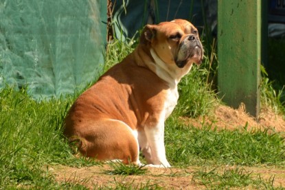 Continental Bulldogs Seeblickbulls Bilderalbum - alle Hundis im Garten