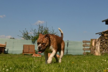Continental Bulldogs Seeblickbulls Bilderalbum - alle Hundis im Garten