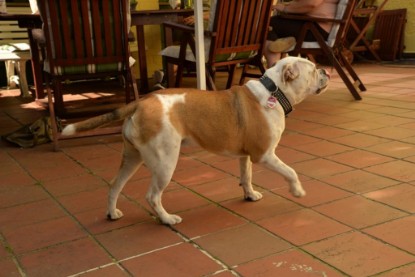 Continental Bulldogs Seeblickbulls Bilderalbum - Phoebe zu Besuch