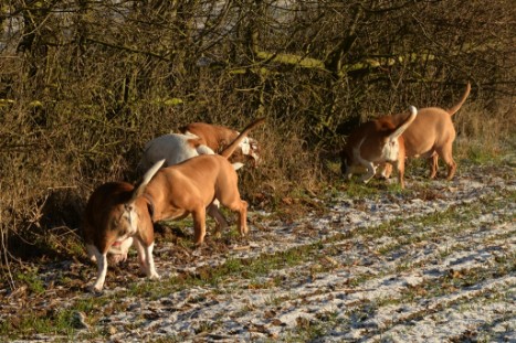 Continental Bulldogs Seeblickbulls Bilderalbum - Ausflug am 5. Januar 2017