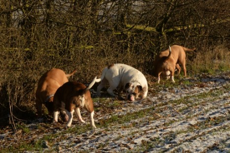 Continental Bulldogs Seeblickbulls Bilderalbum - Ausflug am 5. Januar 2017