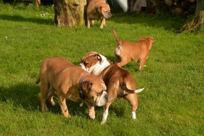 Continental Bulldogs Seeblickbulls Bilderalbum - im Garten am 9. Kotober 2017