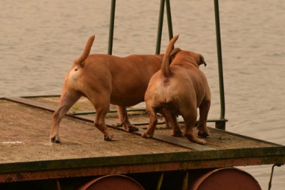 Continental Bulldogs Seeblickbulls Bilderalbum - Seeblickbulls Anneliese zu Besuch