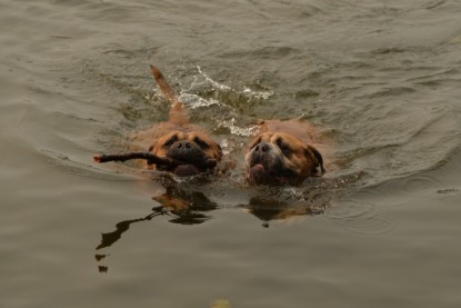 Continental Bulldogs Seeblickbulls Bilderalbum - Seeblickbulls Anneliese zu Besuch