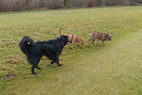 Continental Bulldogs Seeblickbulls Bilderalbum - Gina Abby und Lennox