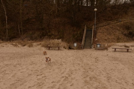 Seeblickbulls JOSEFINE und LIESBETH am Strand von Koserow auf Usedom am 26. März 2018 