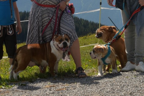 mit Seeblickbulls JOSEFINE, LIESBETH und MORTIMER eine Woche Tirol in Österreich