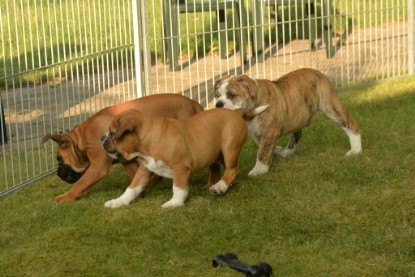 Windy Cottage Bulldogs Egon zu Besuch