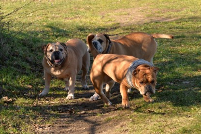 Continental Bulldogs Seeblickbulls Bilderalbum - Paula