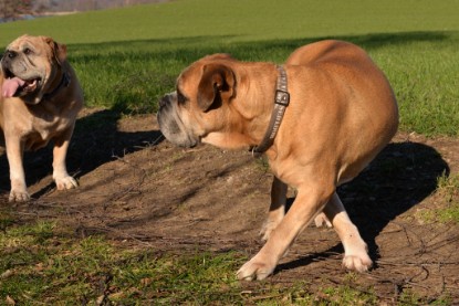 Continental Bulldogs Seeblickbulls Bilderalbum - Paula