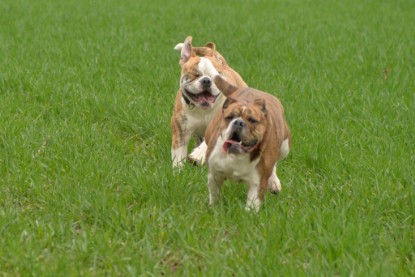 Continental Bulldogs Seeblickbulls Bilderalbum - Charlotte, Frauke, Liesbeth und Mortimer