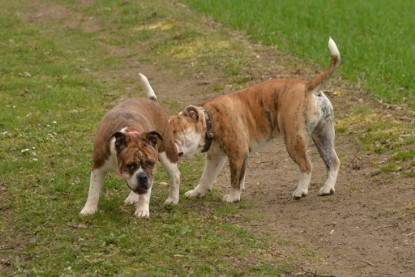 Continental Bulldogs Seeblickbulls Bilderalbum - Charlotte, Frauke, Liesbeth und Mortimer
