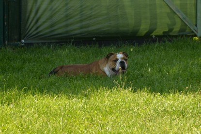 Continental Bulldogs Seeblickbulls Bilderalbum - Miss Molly auf Besuch