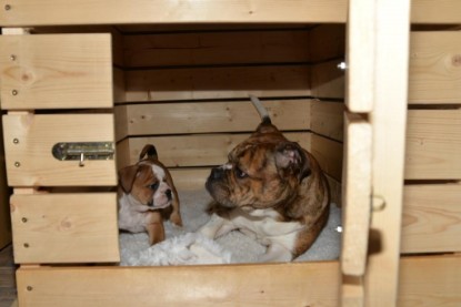 Continental Bulldogs Seeblickbulls Bilderalbum - Rockabully Miss Molly vom Kellergeist