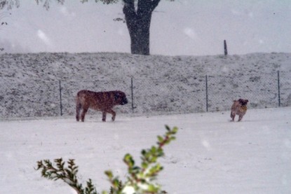 Continental Bulldogs Seeblickbulls Bilderalbum - Paulas erster Schnee