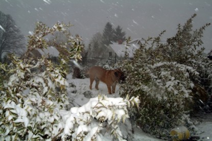 Continental Bulldogs Seeblickbulls Bilderalbum - Paulas erster Schnee