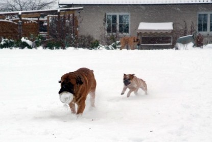 Continental Bulldogs Seeblickbulls Bilderalbum - Dezember 2009