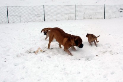 Continental Bulldogs Seeblickbulls Bilderalbum - Dezember 2009