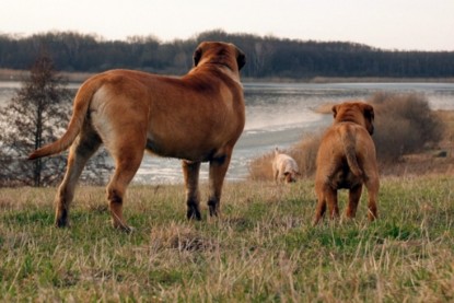 Continental Bulldogs Seeblickbulls Bilderalbum Frühling 2010