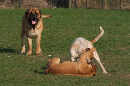 Continental Bulldogs Seeblickbulls Bilderalbum Frühling 2010