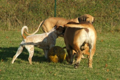 Continental Bulldogs Seeblickbulls Bilderalbum - Toben auf der Wiese 3