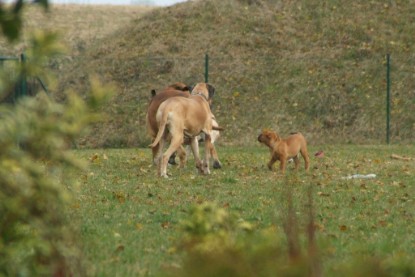 Continental Bulldogs Seeblickbulls Bilderalbum - auf der Wiese und am See