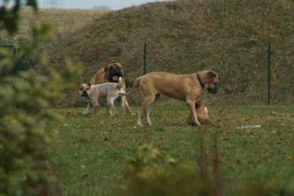 Continental Bulldogs Seeblickbulls Bilderalbum - auf der Wiese und am See