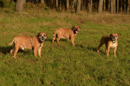 Continental Bulldogs Seeblickbulls Bilderalbum - Januar, Februar 2015